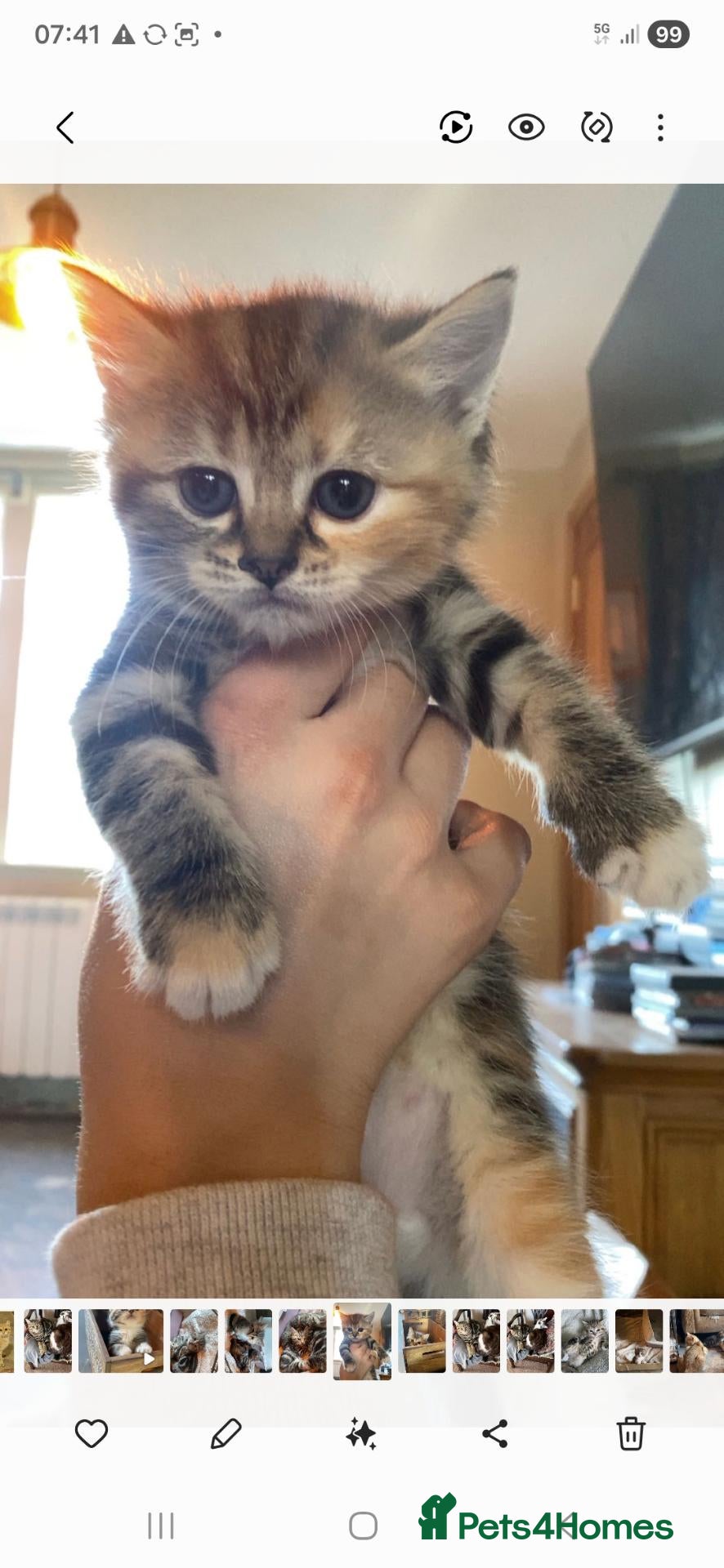 British Shorthair cats  BEAUTIFUL BRITISH SHORT HAIR KITTENS FOR SALE - Advert 1