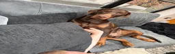 Dobermann dogs for stud: Champion bloodline Doberman for stud  - Advert 16