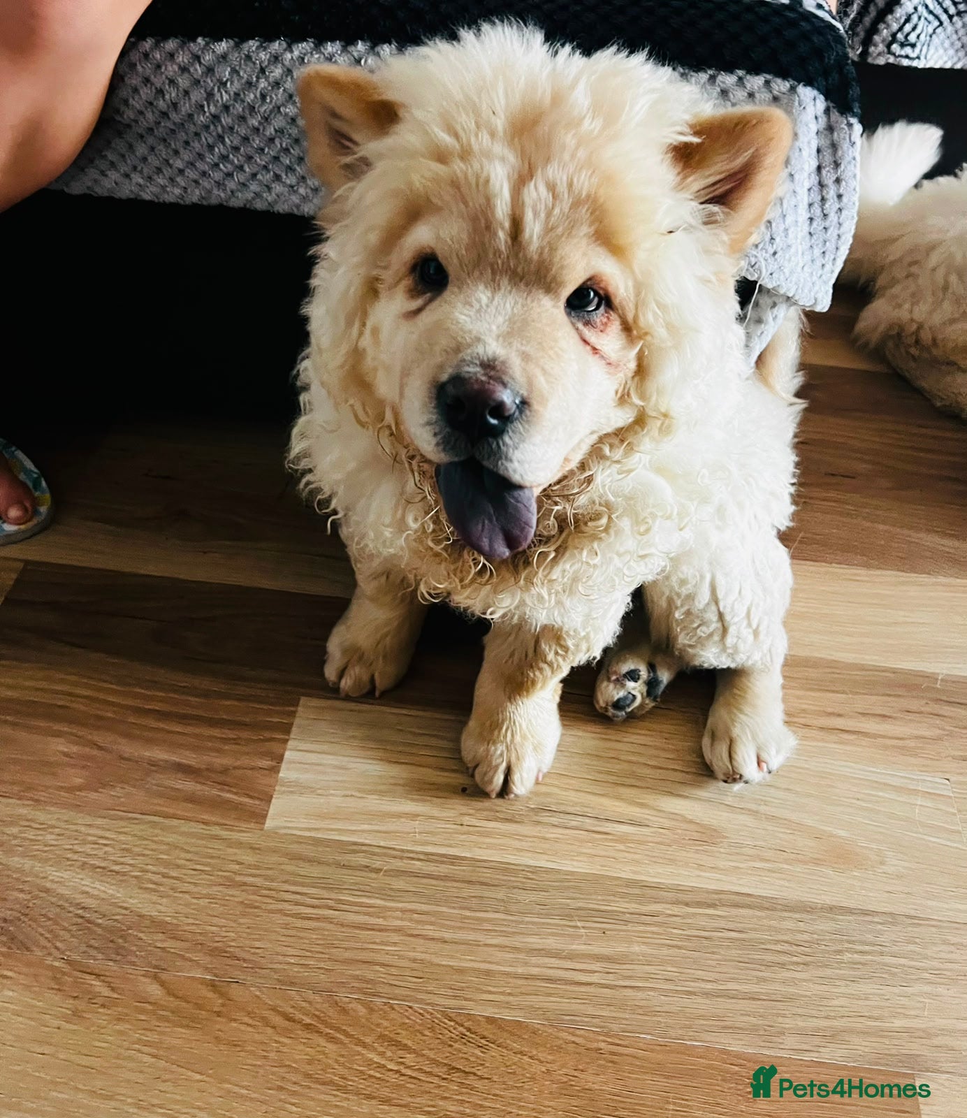 Chow Chow dogs for sale: Beautiful Chow Chow Puppies  - Advert 1