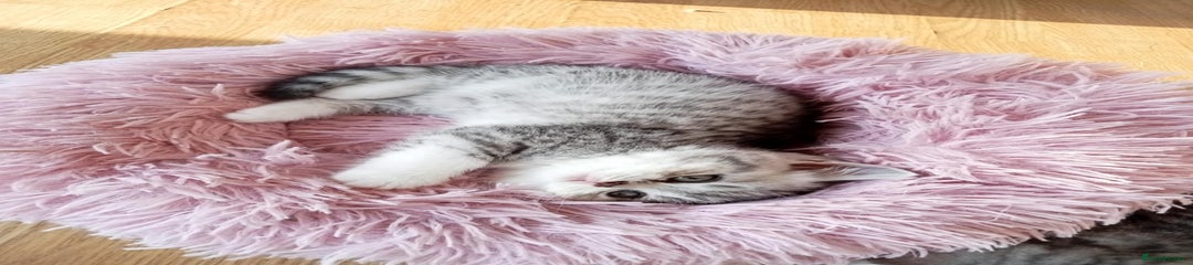 Scottish Fold Kitten 3