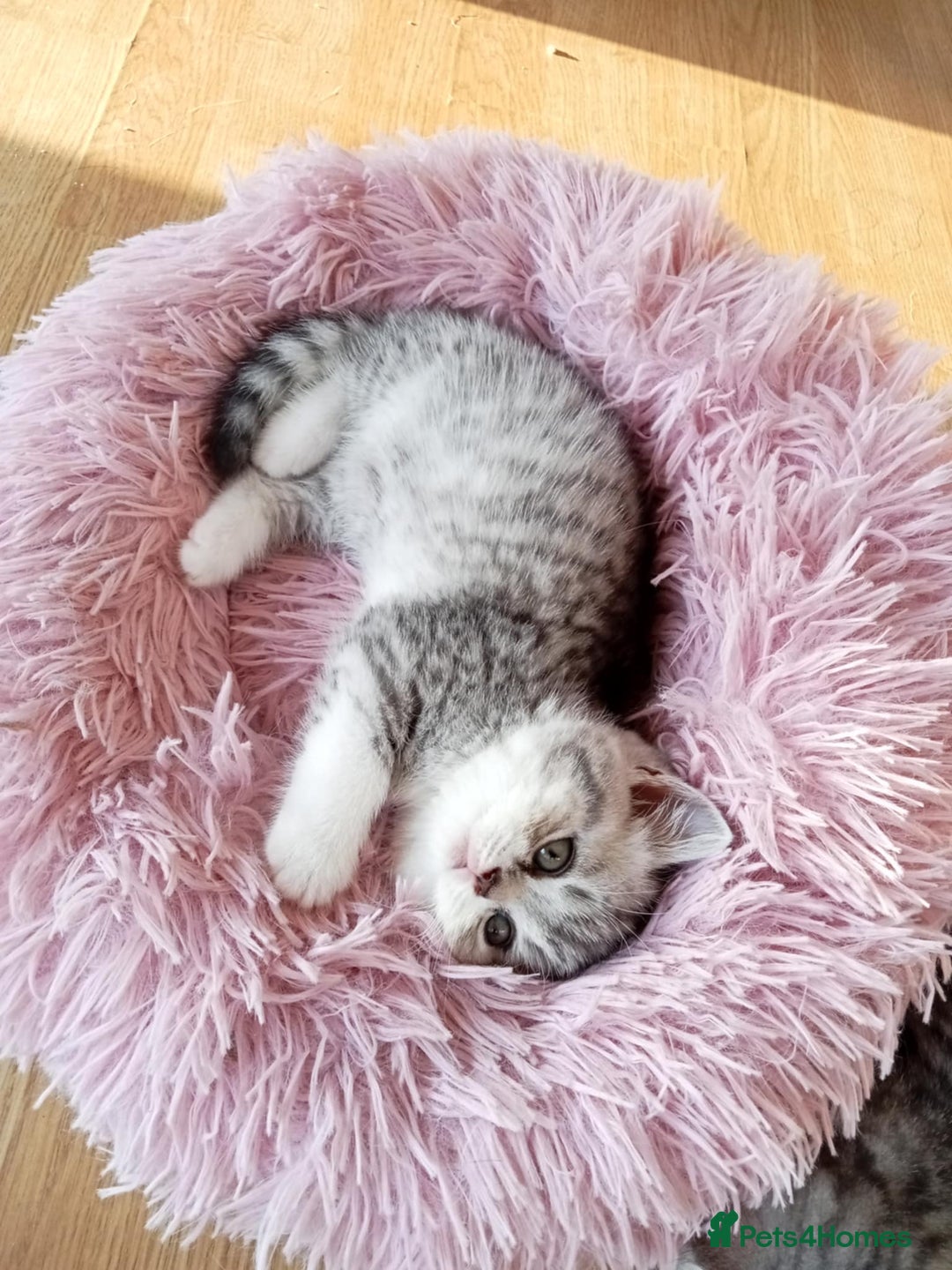 Scottish Fold cats for sale: Scottish fold and straights - Image 10