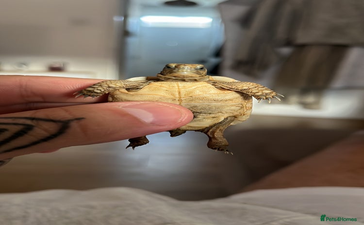 Tortoise reptiles tortoises  in London - Advert 8