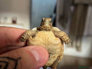 Tortoise reptiles New born tortoises 🐢 in London - Advert 9