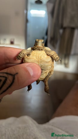 Tortoise reptiles tortoises in London - Advert 8