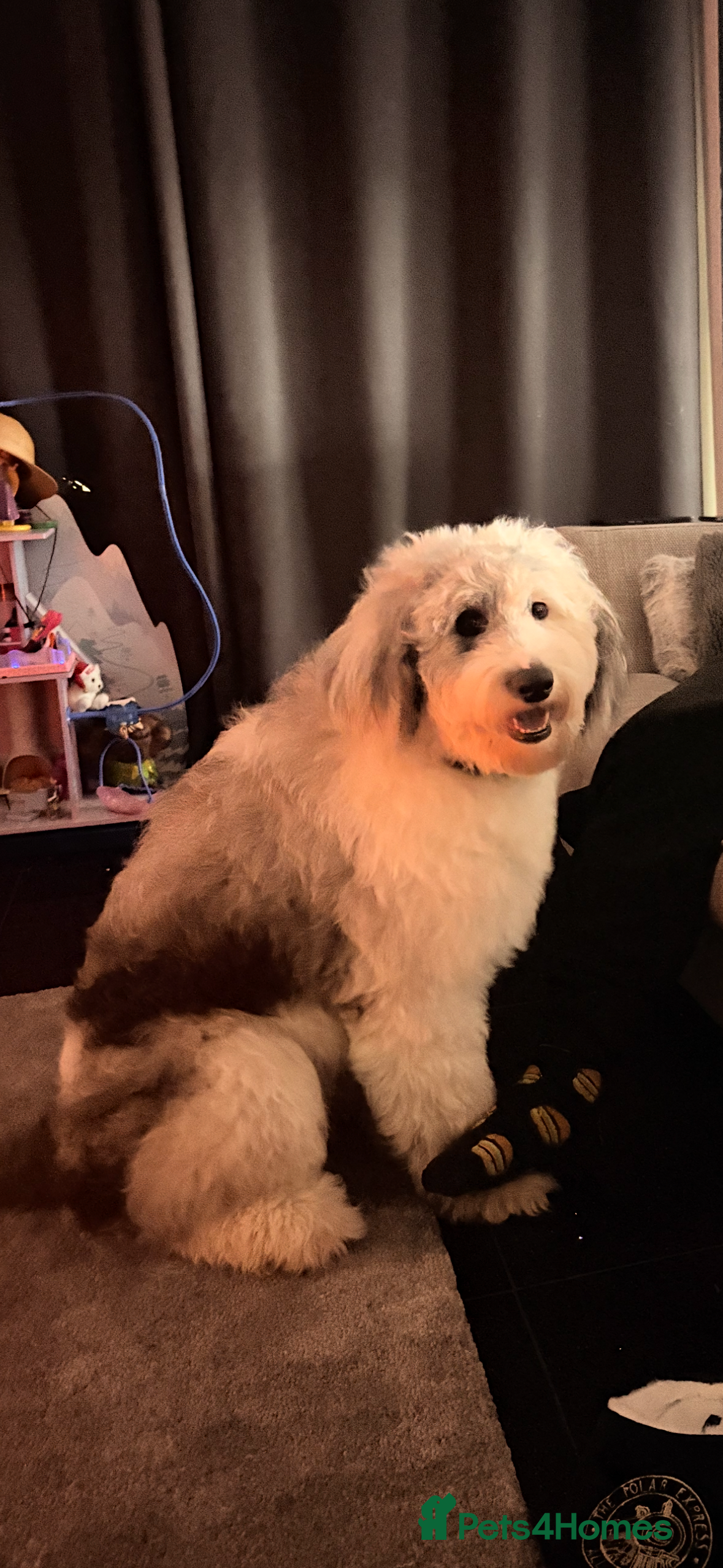 Sheepadoodle dogs Gorgeous sheepadoodle female  - Advert 18