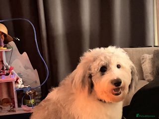 Sheepadoodle dogs Gorgeous sheepadoodle female - Advert 1