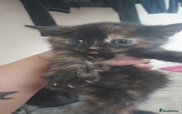 Mixed Breed cats for sale: Looking for loving home.Free of charge - Image 5