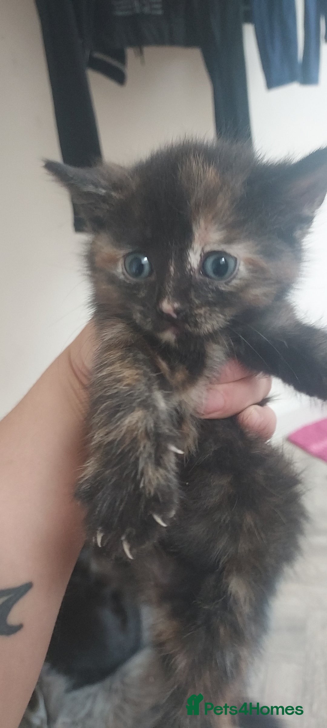 Mixed Breed cats for sale: Looking for loving home.Free of charge - Image 5