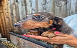 Miniature Dachshund dogs for sale: Miniature dachshund puppies  - Image 6