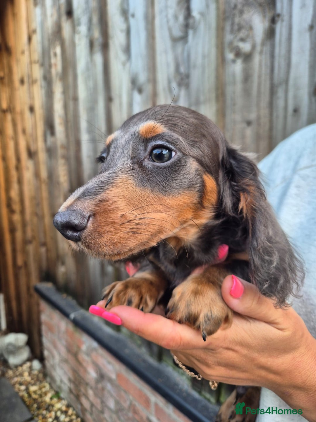 Miniature Dachshund dogs for sale: Miniature dachshund puppies  - Image 6
