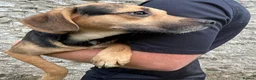 Mixed Breed dogs for sale: Teckel cross spaniel puppies  in Honiton - Advert 3