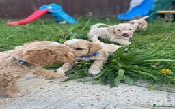 Miniature Poodle dogs for sale: Miniature poodle puppies  - Image 9