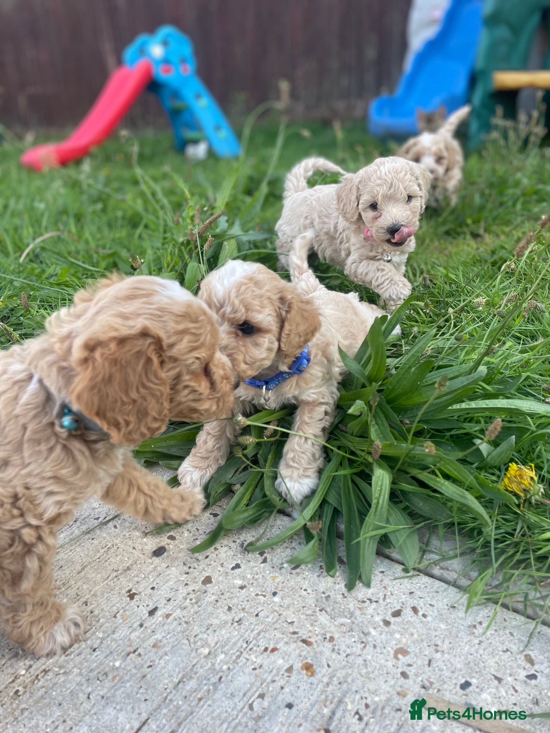 Miniature Poodle dogs for sale: Miniature poodle puppies  - Image 9