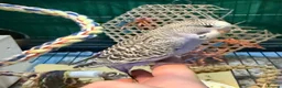 Budgerigars birds for sale: 7 week old purple boy budgies  - Advert 11
