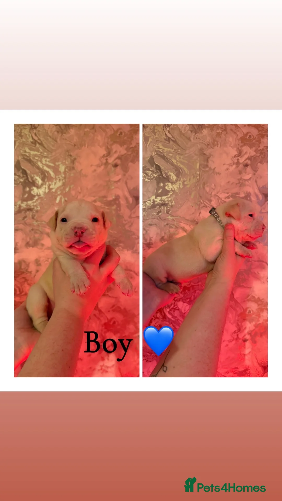 Alapaha Blue Blood Bulldog dogs for sale: Alapaha blue blood bulldog Puppies - Advert 4