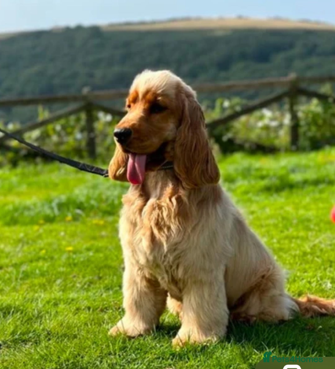 Cocker Spaniel dogs for sale: KC Show Cocker spaniels health tested parents  - Image 9