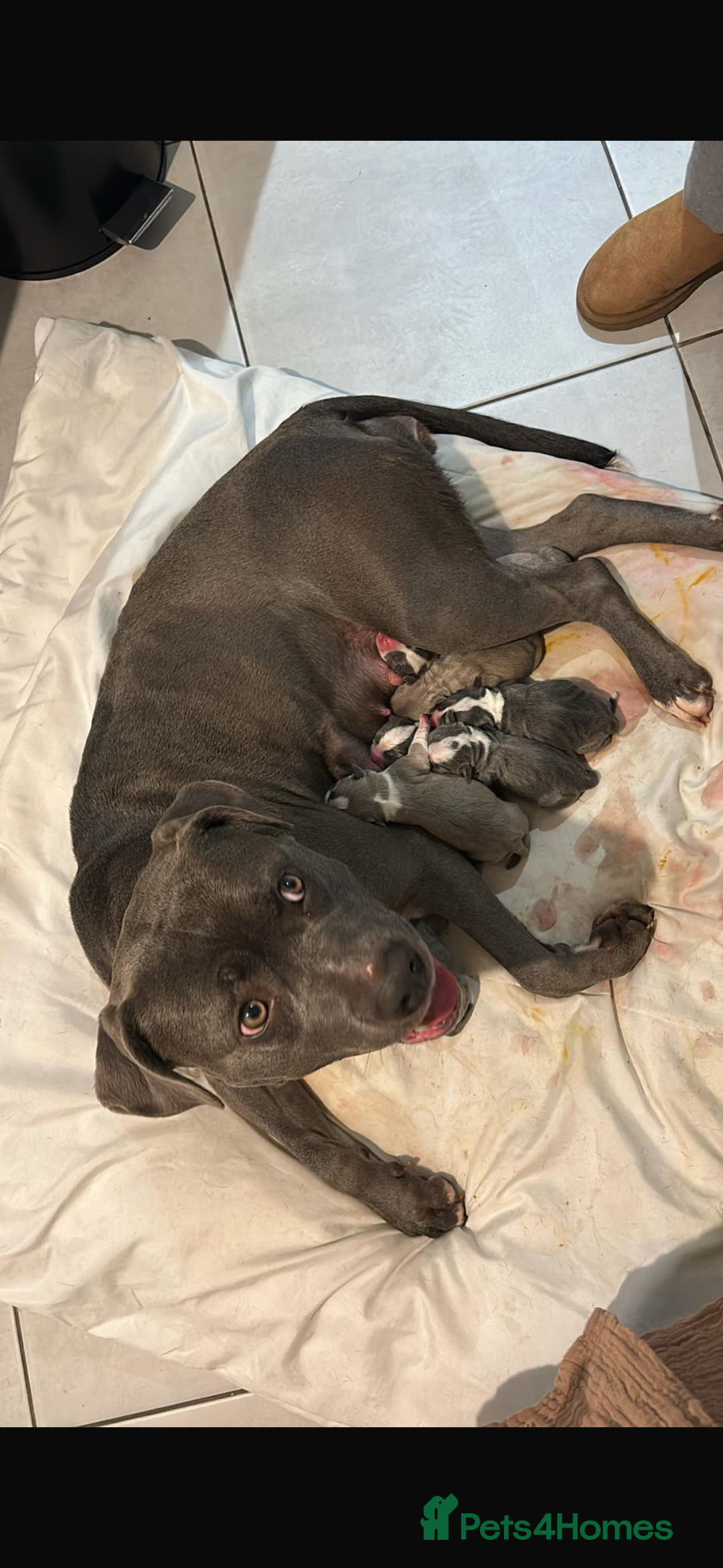 American Bull Staffy dogs for sale: Mrs Stormi  - Image 5