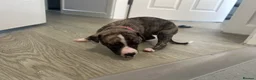 Mixed Breed dogs for sale: Beautiful Whippet/Greyhound Puppies - Advert 19