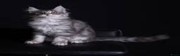 Maine Coon cats for sale: Registered Maine coon kittens from large lines - Advert 7