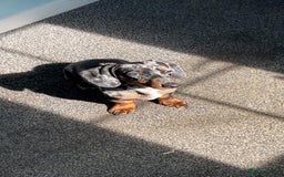 Miniature Dachshund dogs for sale: Rocky  - Image 4