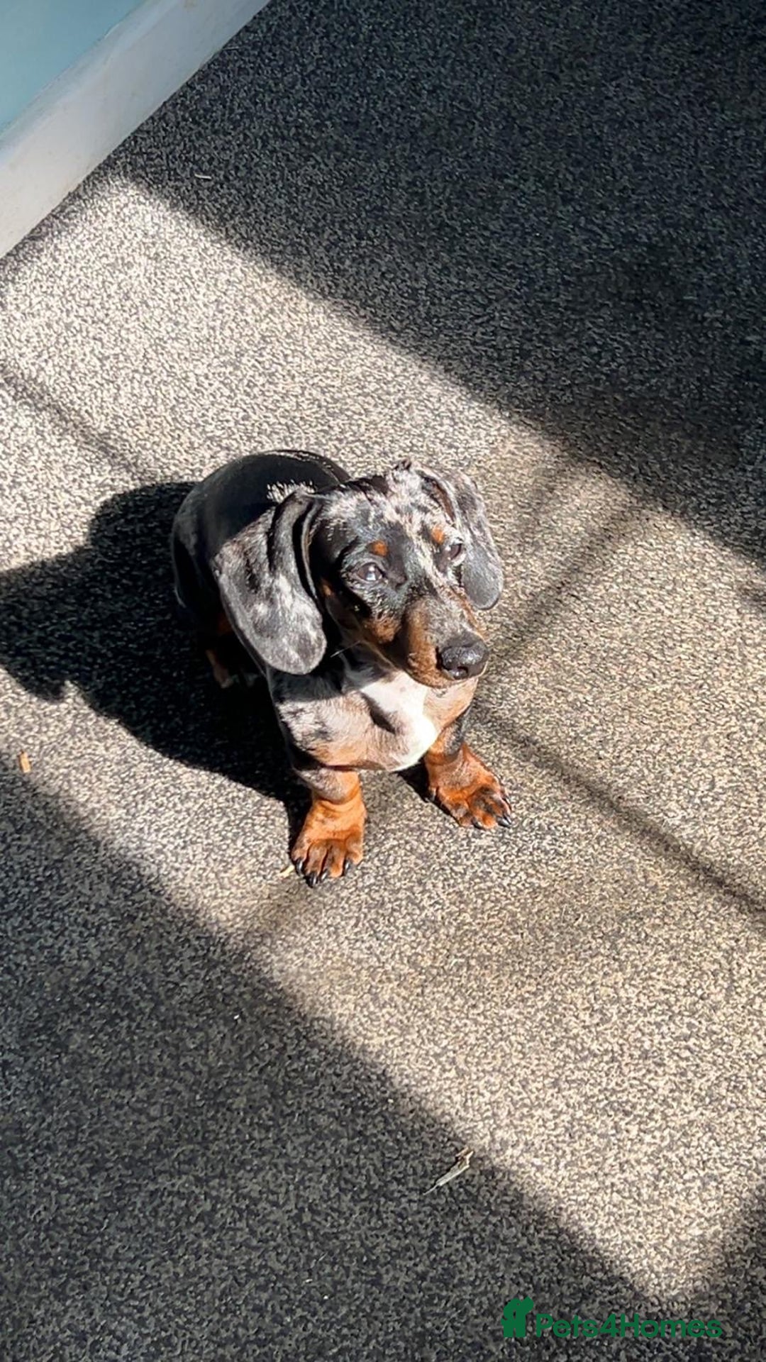 Miniature Dachshund dogs for sale: Rocky  - Image 4
