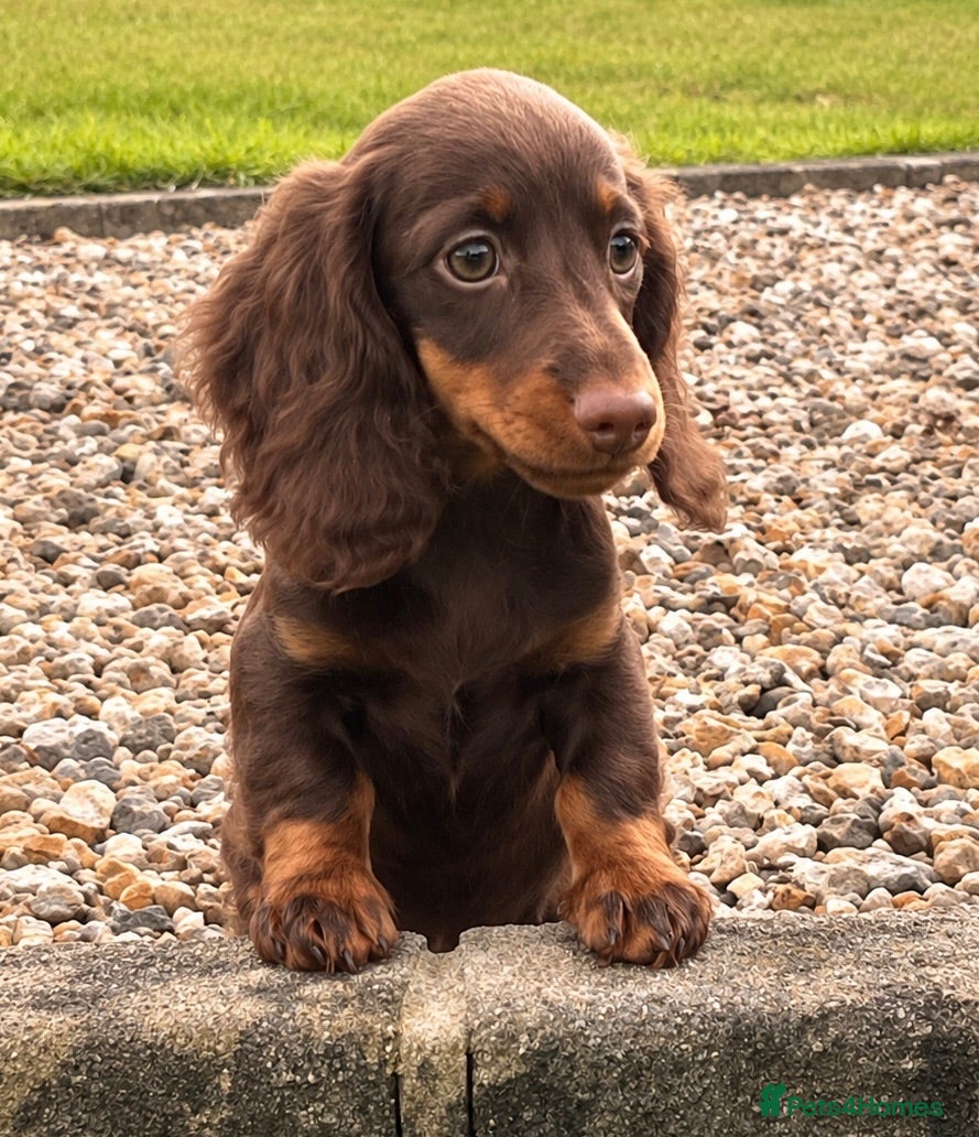 Dachshund dogs Gorgeous long haired miniature dachshund puppies  - Advert 4