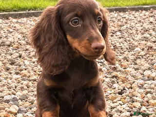 Dachshund dogs Gorgeous long haired miniature dachshund puppies - Advert 4