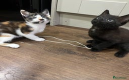 Mixed Breed cats for sale: 2 month old kittens ready for their forever homes  - Image 6