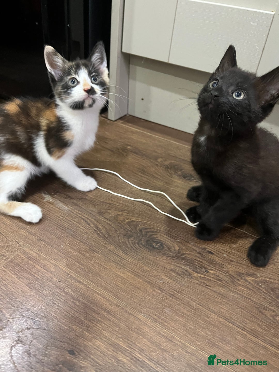 Mixed Breed cats for sale: 2 month old kittens ready for their forever homes  - Image 6