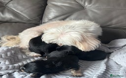 Mixed Breed dogs for sale: Maltipoo X Puppies For Sale 🐶🐾 - Image 15