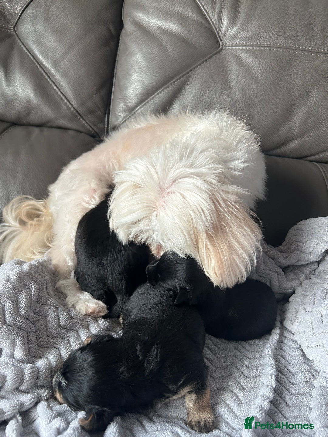 Mixed Breed dogs for sale: Maltipoo X Puppies For Sale 🐶🐾 - Image 15
