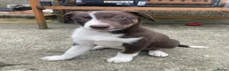 Border Collie dogs for sale: Girl Border collie pup - Advert 1