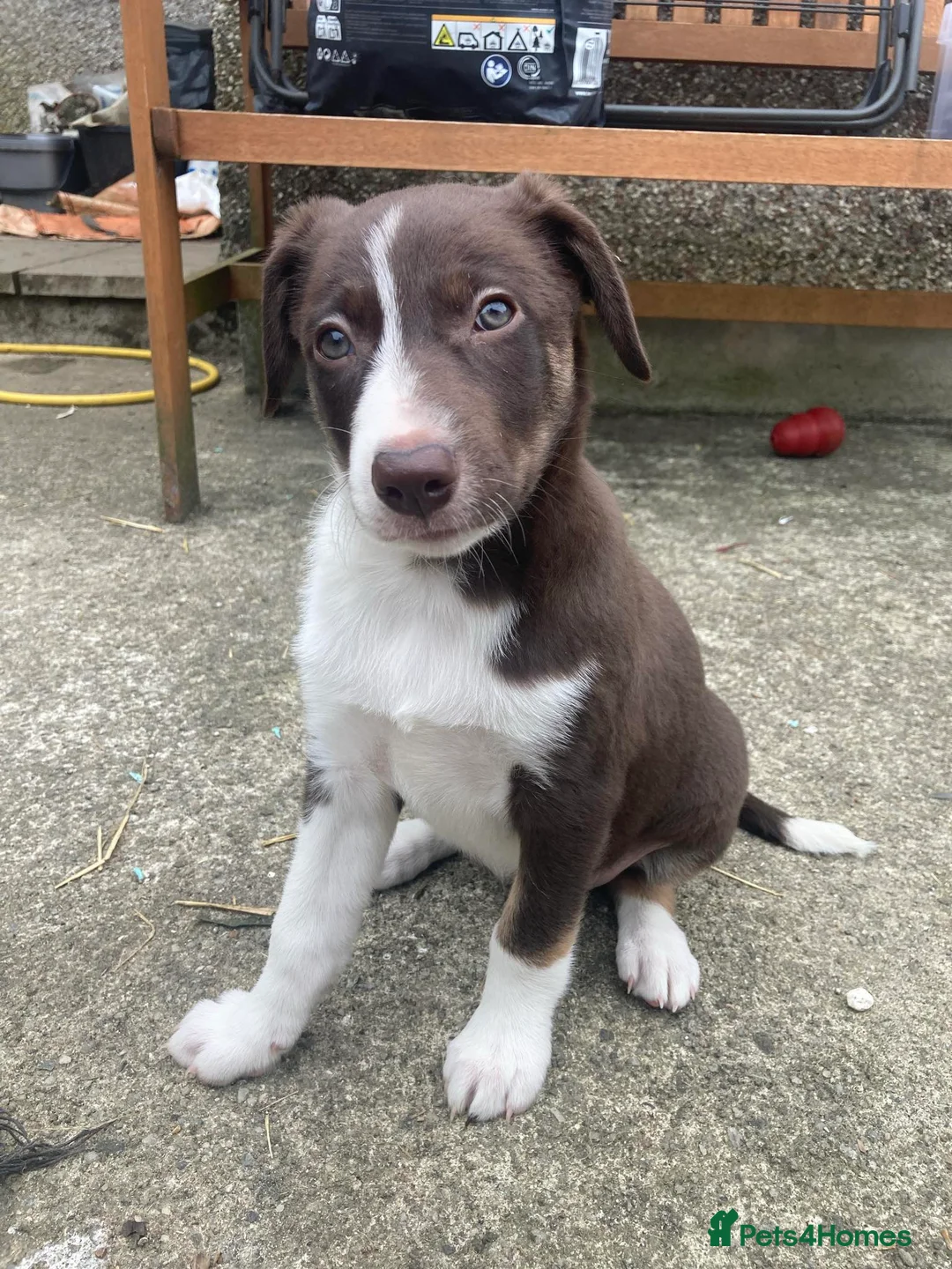 Border Collie dogs for sale: Girl Border collie pup - Advert 1