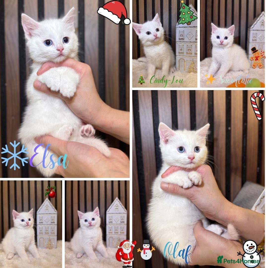 British Shorthair cats for sale: ⭐ LAST ONE The Snow Angel Litter ❄️ Whiskers ⭐ - Advert 1