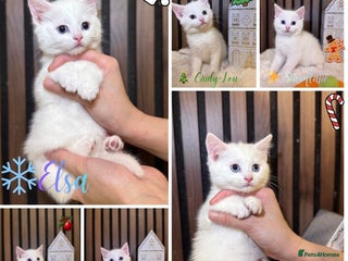 British Shorthair cats ** The Snow Angel Litter – ** Whiskers ❄️ - Advert 16