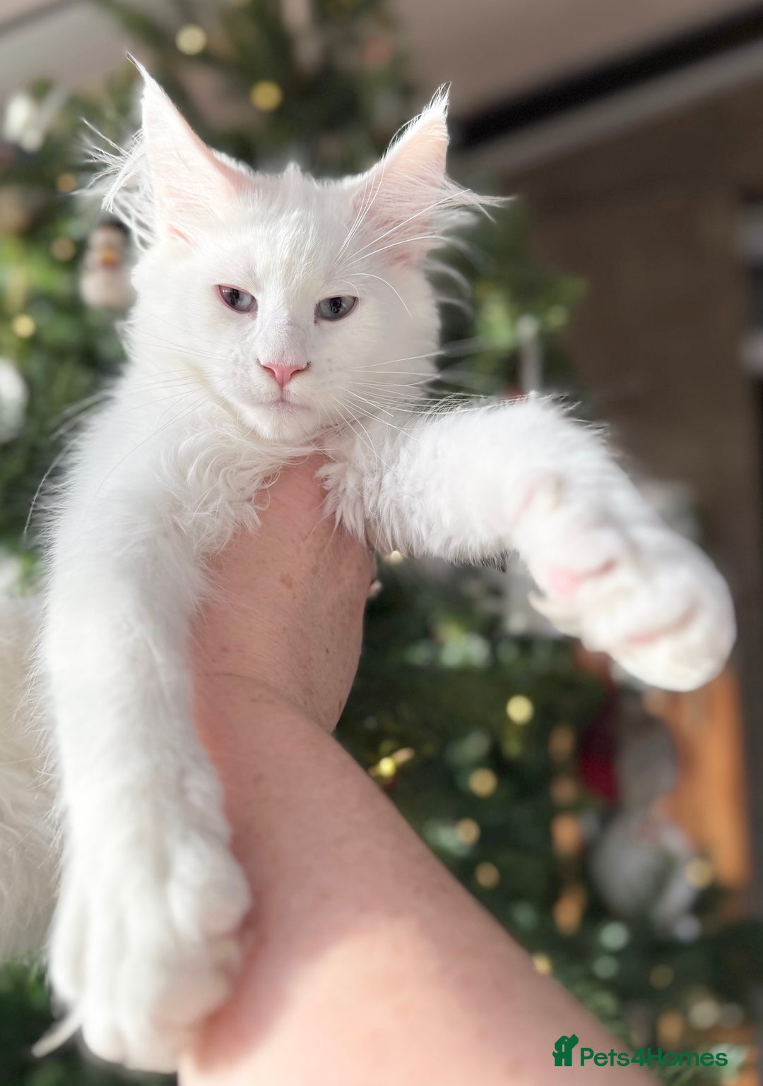 Maine Coon cats for sale: ANDERPRIDE KITTENS READY TO LEAVE NOW TICA !  - Advert 23