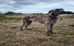 Lurcher dogs for sale: Beautiful Lurcher girl for sale  - Image 3