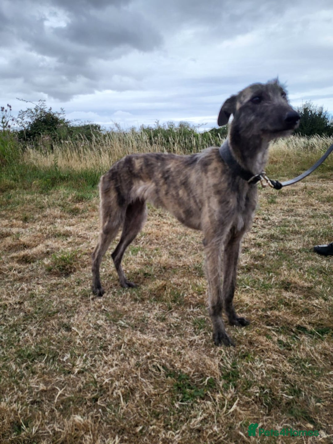 Lurcher dogs for sale: Beautiful Lurcher girl for sale  - Image 3