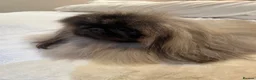 Pekingese dogs for stud: PROVEN KC registered Pekingese Stud (Not for sale) - Advert 2