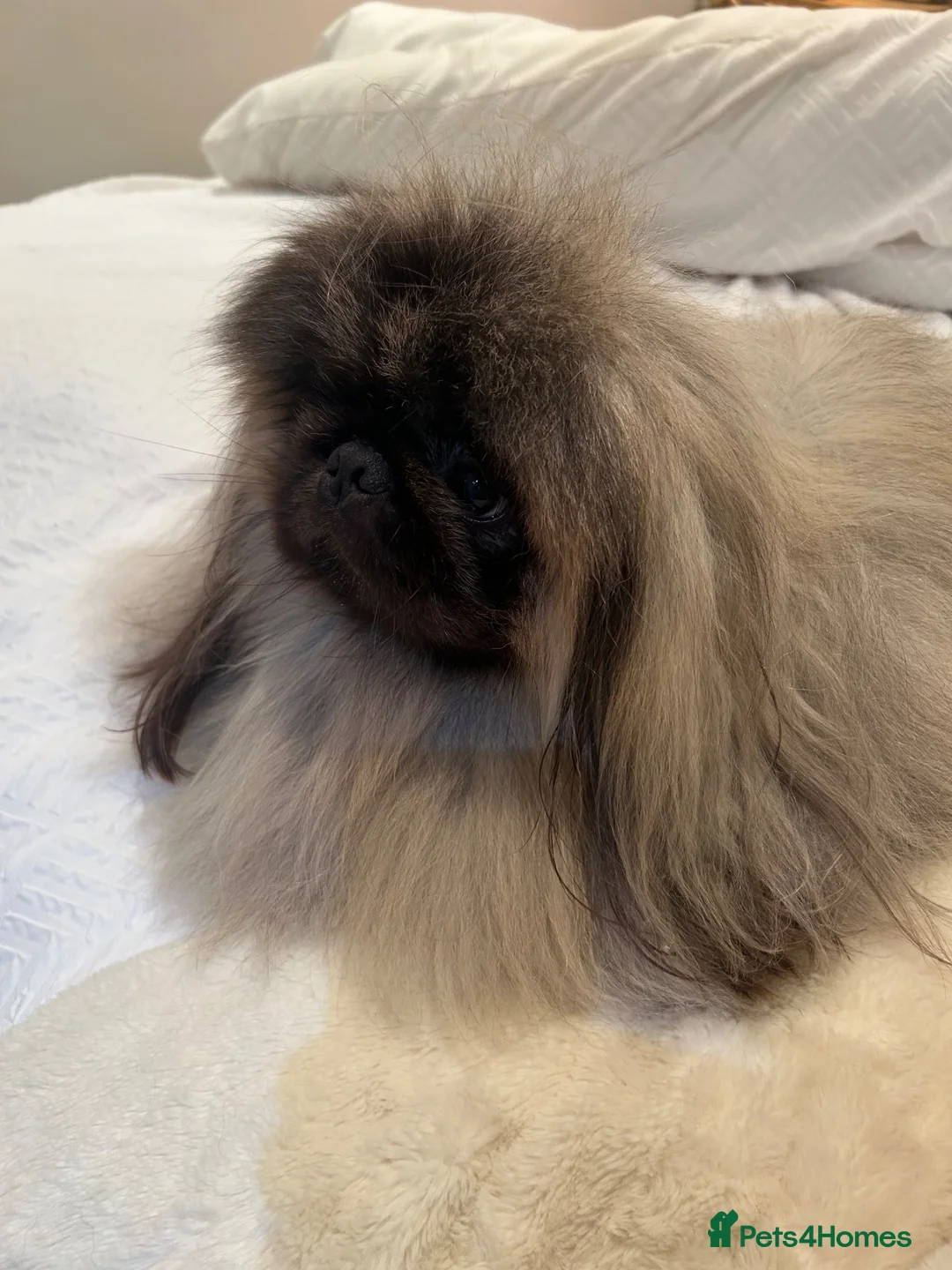 Pekingese dogs for stud: PROVEN KC registered Pekingese Stud (Not for sale) - Advert 2