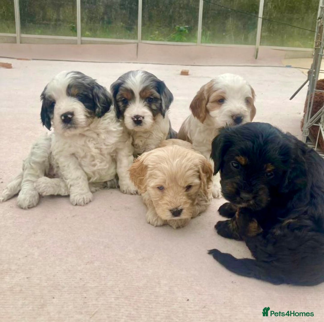 Cavapoo dogs for sale: WAITING LIST NOW OPEN Extremely Rare Merle F1  - Advert 2