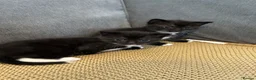 Mixed Breed cats for sale: Stunning Baby’s for sale  - Advert 9