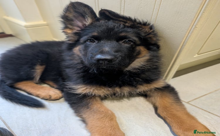 German Shepherd dogs - Advert 2