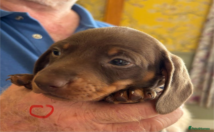 Miniature Dachshund dogs - Advert 1