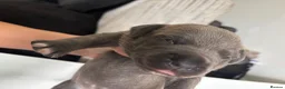 Staffordshire Bull Terrier dogs for sale: One blue brindle bitch available  - Advert 6