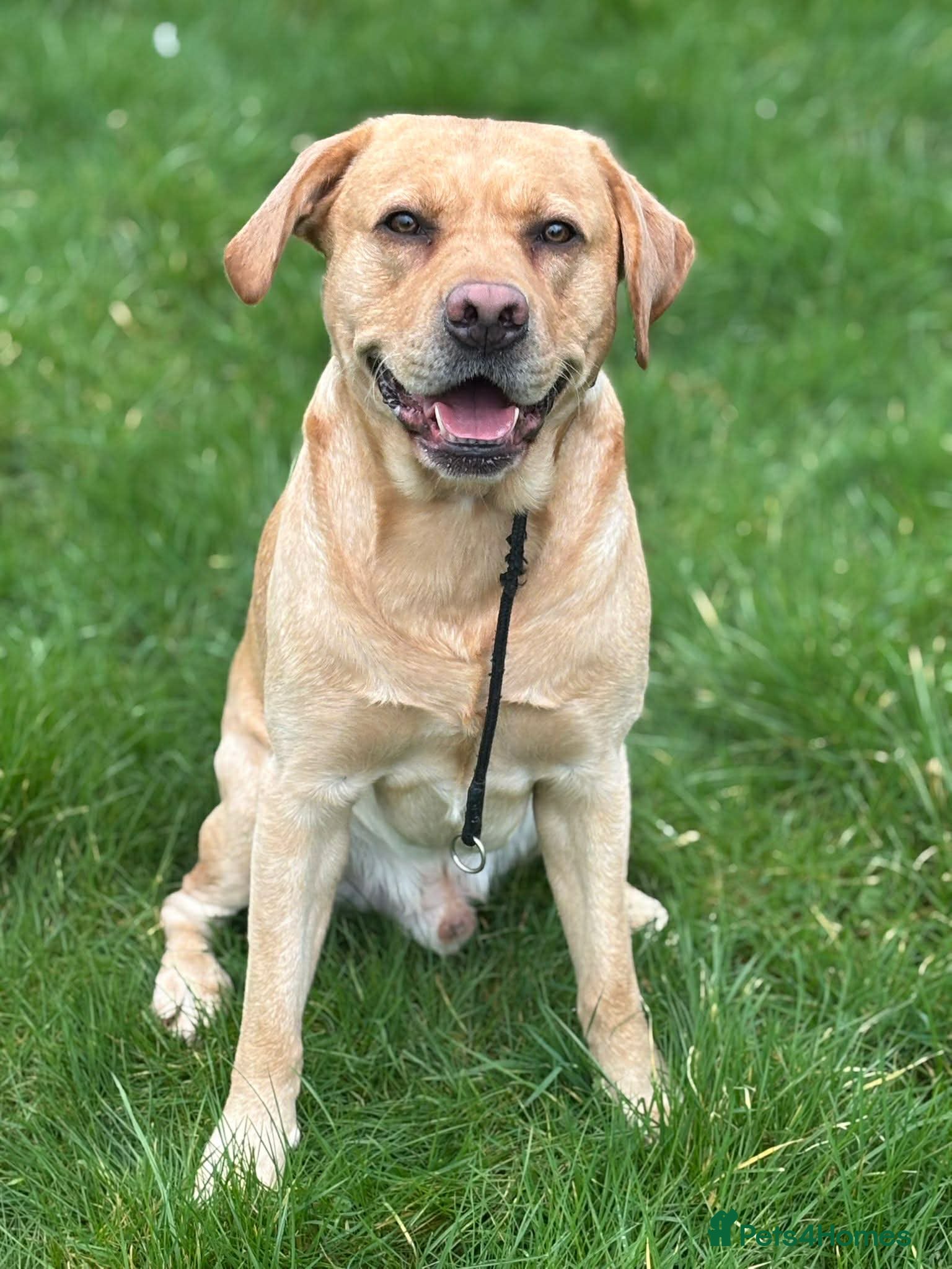 Labrador Retriever dogs Golden Labrador Stud – 3 Years Old - Advert 6