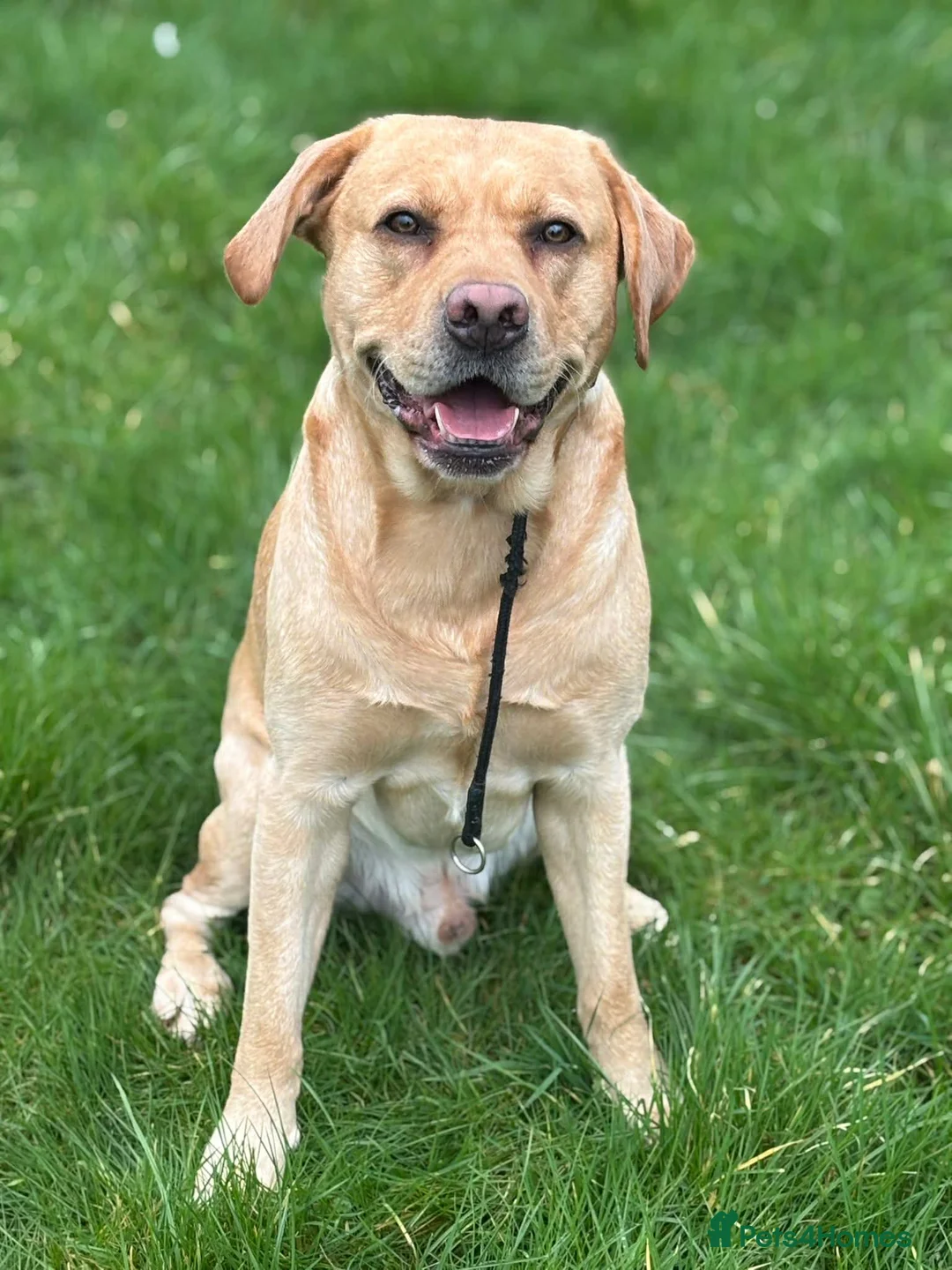 Labrador Retriever dogs for stud: Golden Labrador Stud – 3 Years Old - Advert 1