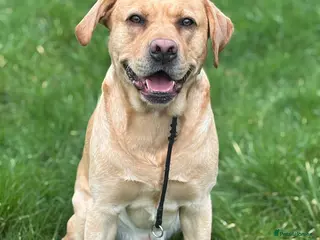 Labrador Retriever dogs Golden Labrador Stud – 3 Years Old - Advert 6