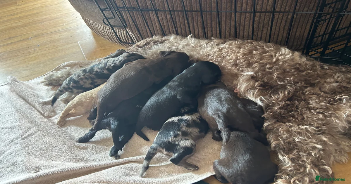 Pets home Puppies for sale | Pets4Homes