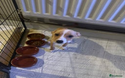 Mixed Breed dogs for sale: Dachshund crossed Jack Russell Chihuahua Puppies!  - Image 1